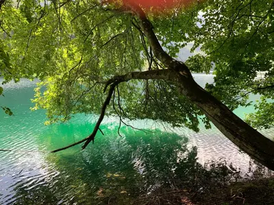 a tree hanging over a body of water at Appartamento Da Romina con parcheggio gratuito in Sanzeno