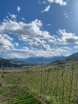 a row of vines in a field under a cloudy sky at Agritur Maso Forcola in Brez
