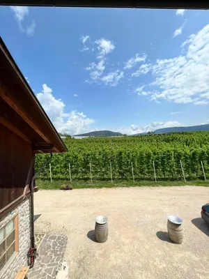 a patio with a view of a vineyard at Agritur Maso Forcola in Brez