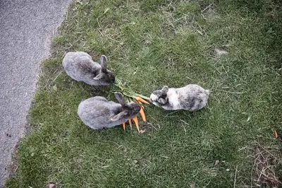 three rabbits playing with a carrot in the grass at Wargerhof - Urlaub auf dem Bauernhof in Meltina
