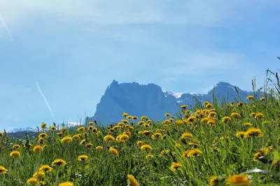 a field of yellow flowers with mountains in the background at Pirchnerhof in Longomoso