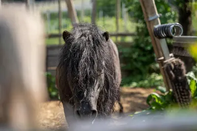 a large brown bear standing in the dirt at Tribus Lorenz - Wiesgut in Vollan