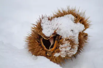 a hedgehog with snow on its head in the snow at Tribus Lorenz - Wiesgut in Vollan