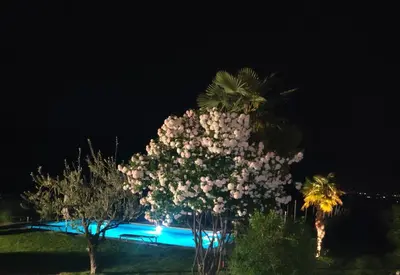 a group of trees with pink flowers at night at Mareithof Appartements Seeblick in Caldaro
