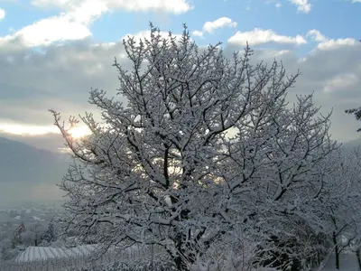 a tree covered in snow with the sun behind it at Unterbrunnerhof in Lana
