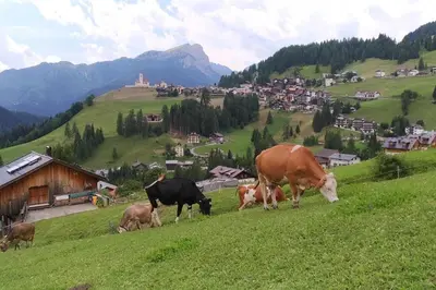 a group of cows grazing on a grassy hill at App. Monte Pore - Agriturismo La Majon in Colle Santa Lucia