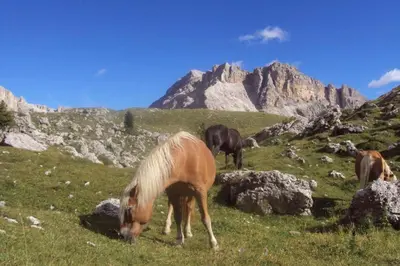 a group of horses grazing on a grassy hill at Residence Klementhof 3 in Fiumes