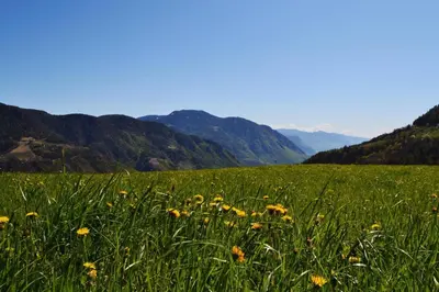 a field of grass with flowers in the foreground at Unterkofler Farm Holiday - Peaceful Nature Stay with Stunning Panoramic Views near Bolzano in San Genesio Atesino