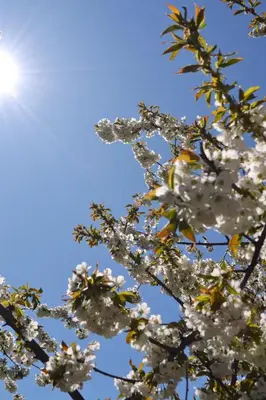 a flowering tree with the sun in the background at Unterkofler Farm Holiday - Peaceful Nature Stay with Stunning Panoramic Views near Bolzano in San Genesio Atesino