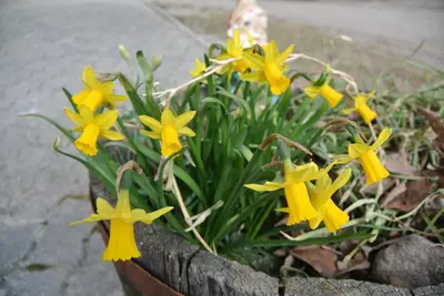 a bunch of yellow daffodils in a flower pot at Unterkofler Farm Holiday - Peaceful Nature Stay with Stunning Panoramic Views near Bolzano in San Genesio Atesino