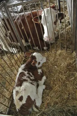 two baby cows laying in a cage with hay at Unterkofler Farm Holiday - Peaceful Nature Stay with Stunning Panoramic Views near Bolzano in San Genesio Atesino