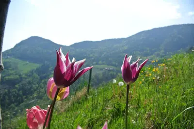 two pink flowers in the grass with mountains in the background at Unterkofler Farm Holiday - Peaceful Nature Stay with Stunning Panoramic Views near Bolzano in San Genesio Atesino