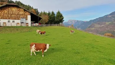 a group of cows grazing in a field with a barn at Unterkofler Farm Holiday - Peaceful Nature Stay with Stunning Panoramic Views near Bolzano in San Genesio Atesino