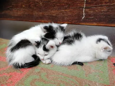 three black and white kittens sleeping on a bench at Canalhof in Antermoia