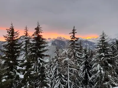 a group of snow covered trees on top of a mountain at Canalhof in Antermoia