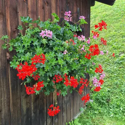 a hanging basket of red and pink flowers on a fence at Apartment Romana in Selva di Val Gardena