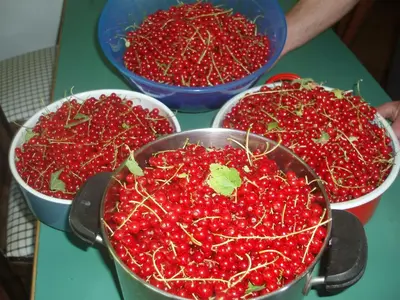 three bowls of cherries sitting on a table at Tinnerhof in Appiano sulla Strada del Vino