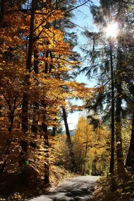 a road in a forest with the sun shining through trees at Tinnerhof in Appiano sulla Strada del Vino