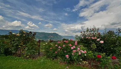 a garden with pink flowers and a fence at Weingut Stuck in Appiano sulla Strada del Vino