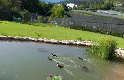 three ducks swimming in a pond in a field at Residence Liesy in Tesimo