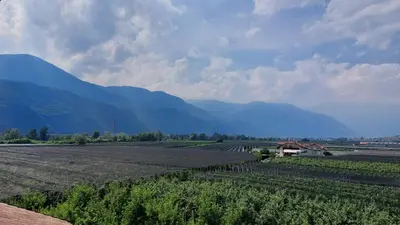 a field of crops with mountains in the background at Mittelbergerhof Ferienwohnungen in Vilpiano