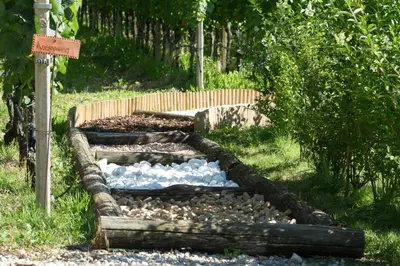 a garden with a bunch of rocks on the ground at Gutshof Sinn in Caldaro
