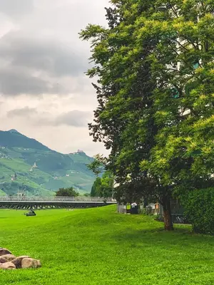a tree in a field with a bridge in the background at Cozy city center apartment in Bolzano