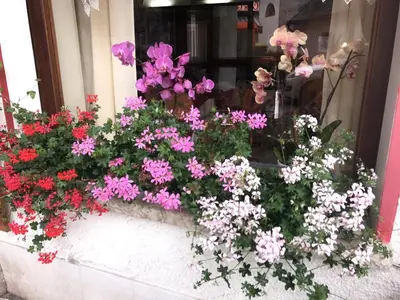 a bunch of flowers in a window box at Hotel Alle Alpi in Alleghe