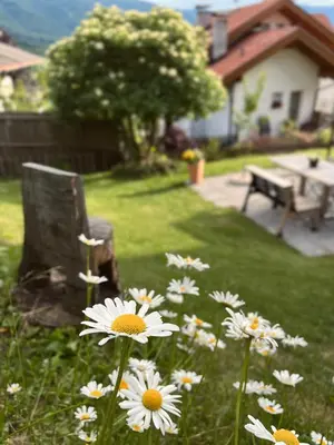 a bunch of daisies in the grass in a yard at M&M Apartment in Perca