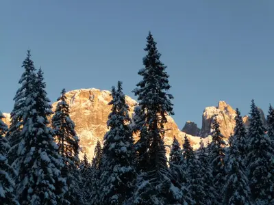a group of pine trees in front of a mountain at Garni Sayonara in Moena