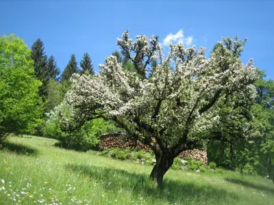 a tree with white flowers on it in a field at Casa Caterina in Fiera di Primiero