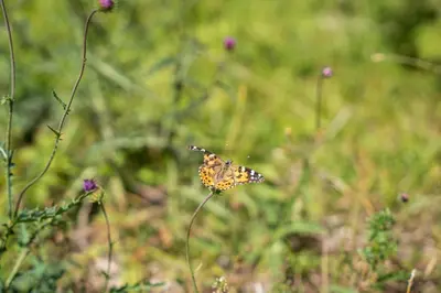 a butterfly sitting on a flower in a field at PanoramaHotel Penegal in Mendola