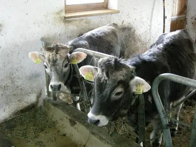 three cows standing next to a wall eating grass at Messnerwirt Onach in San Lorenzo di Sebato