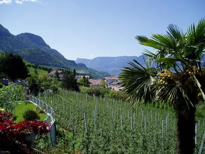 a view of a vineyard with mountains in the background at Appartements Dornach in Schenna