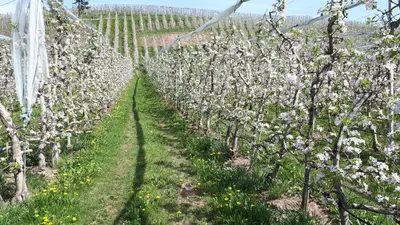 a row of apple trees in a vineyard with white flowers at I girasoli in Sanzeno