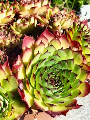 a close up of a green and red succulent plant at I girasoli in Sanzeno