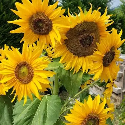 I girasoli