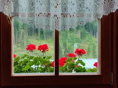 a window with red flowers in a window sill at Appartamento Campitello House in Campitello di Fassa