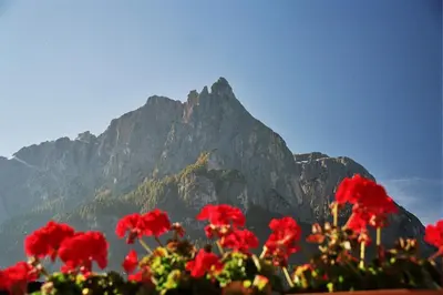 a bunch of red flowers in front of a mountain at Ratzeshof in Castelrotto