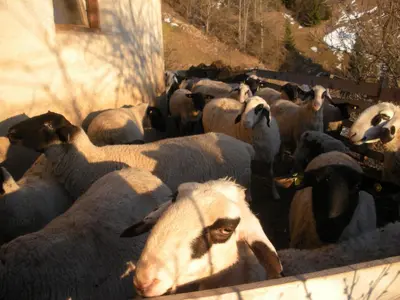 a herd of sheep standing next to a building at Ratzeshof in Castelrotto