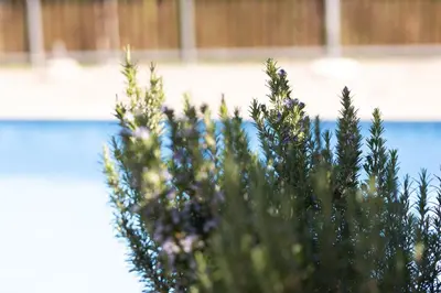 a close up of a plant in front of a pool at Pension Kleon in Rifiano