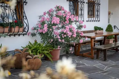 a room with potted plants and a table and a bench at Plunerhof in Schenna