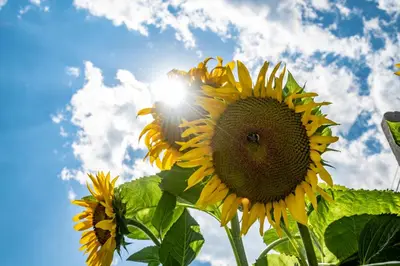 a group of sunflowers against a blue sky at Plunerhof in Schenna