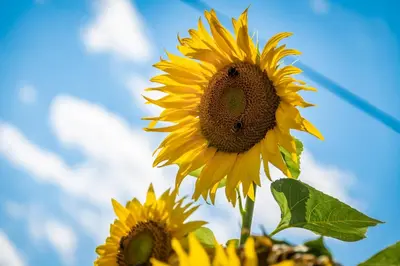 a large yellow sunflower with a bee on it at Plunerhof in Schenna