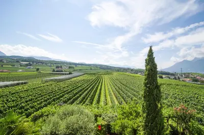 a large vineyard with a tree in the foreground at Marolhof in Cornaiano