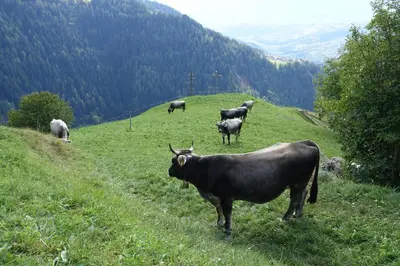 a herd of cows standing on a grassy hill at Ferienwohnung Boarbichlhof in Schenna