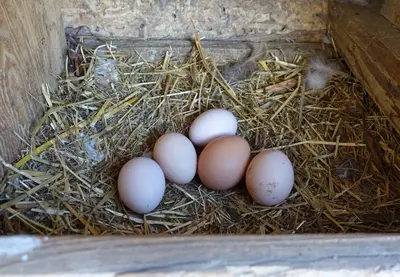 a group of eggs sitting in a nesting box at Ferienwohnung Boarbichlhof in Schenna