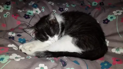 a black and white cat sleeping on a blanket at Luggishof in Campo Tures