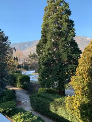 a large tree in the middle of a garden at Villa Doris in Merano