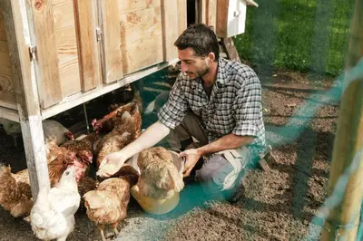 a man is feeding chickens in a cage at Dolomitihouse BEDOL in Fiera di Primiero